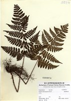 藏品(逆鱗鱗毛蕨)的圖片